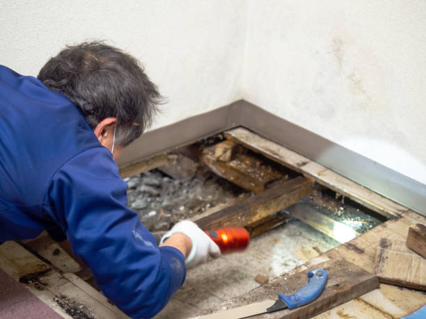 Trusted Saratoga Springs, UT Mold Removal Experts