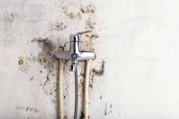 Best Mold Removal Company Near Me  in Saratoga Springs, UT