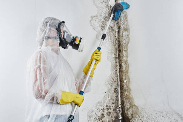 Best Mold Remediation Services  in Saratoga Springs, UT