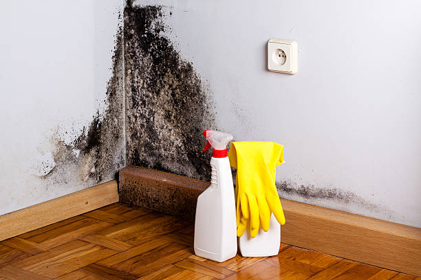  Saratoga Springs, UT Mold Removal Pros